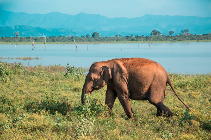 Safari no Sri lanka